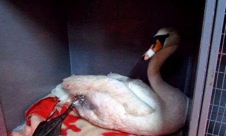 У спасенного возле Никополя лебедя обнаружили огнестрельное ранение (фото)