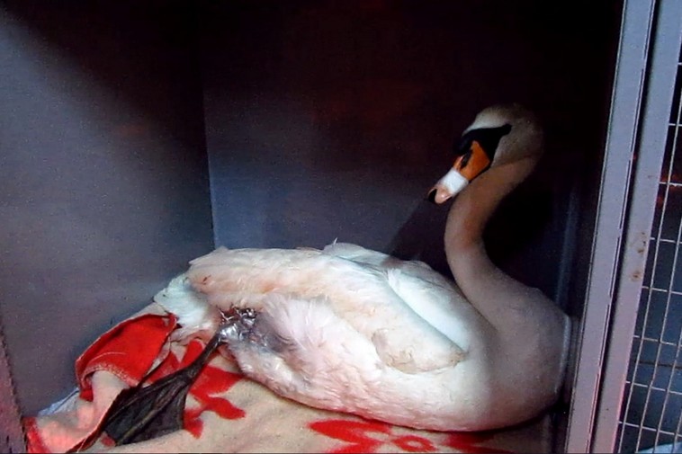 У спасенного возле Никополя лебедя обнаружили огнестрельное ранение (фото)