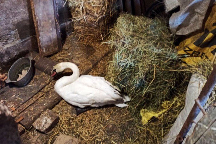 В Покрове МЧС-ники спасли обессиленного лебедя (фото)