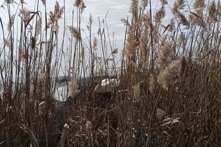 В Покрове МЧС-ники спасли обессиленного лебедя (фото)