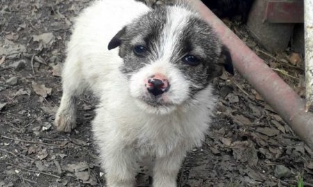 [:ru]В Никополе за неделю 12 собак стали домашними (фото)[:ua]У Нікополі за тиждень 12 собак стали домашніми (фото)[:]