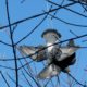 [:ru]В Никополе МЧС-ники спасли птицу, запутавшуюся в ветках (видео)[:ua]У Нікополі МНС-ники врятували птаха, що заплутався у гіллі (відео)[:]