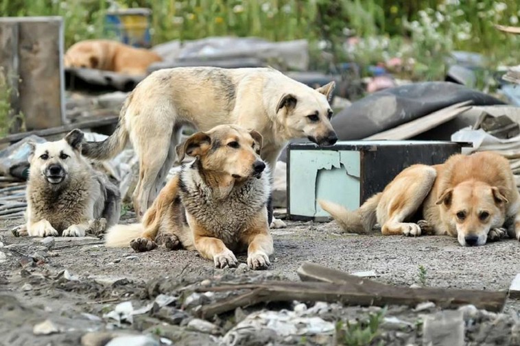 [:ru]В Никополе простерилизуют 825 бездомных собак в этом году[:ua]У Нікополі простерилізують 825 безпритульних собак в цьому році[:]