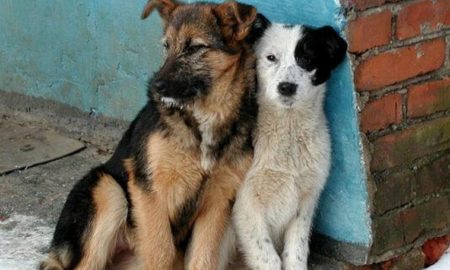 [:ru]В Никополе простерилизуют 825 бездомных собак в этом году[:ua]У Нікополі простерилізують 825 безпритульних собак в цьому році[:]