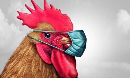 [:ru]Никопольчан предупредили о птичьем гриппе и рассказали, как уберечь животных[:ua]Нікопольців попередили про пташиний грип і розповіли, як уберегти тварин[:]
