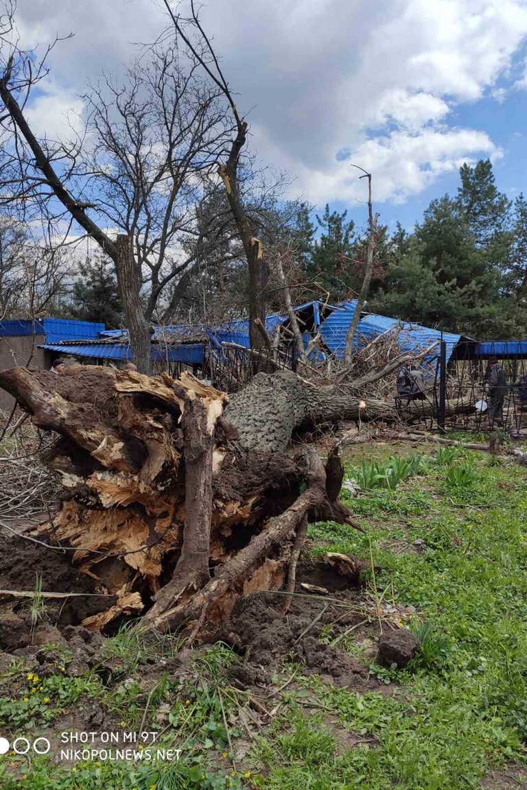 [:ru]В Никополе огромное дерево разрушило кафе (фото, видео)[:ua]У Нікополі величезне дерево зруйнувало кафе (фото, відео)[:]