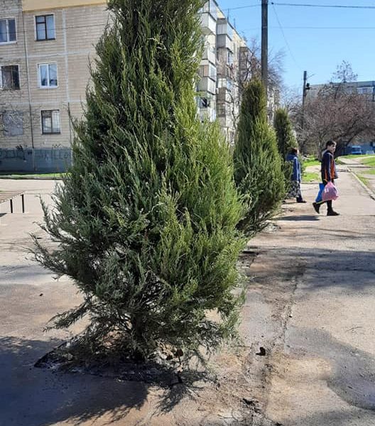 [:ru]В Никополе на асфальте "выросли" деревья (фото, видео)[:ua]У Нікополі на асфальті "виросли" дерева (фото, відео)[:]
