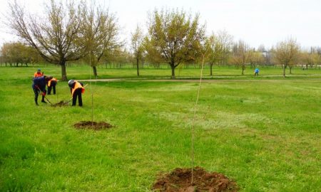 [:ru]В Покрове высадят более тысячи деревьев этой весной[:ua]В Покрові висадять понад тисячу дерев цієї весни[:]