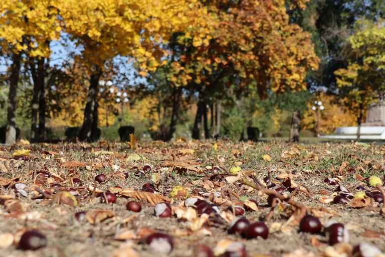 [:ru]Осень в Покрове – красивые фото[:ua]Осінь у Покрові - красиві фото[:]