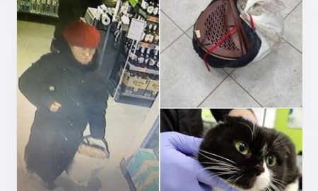 Рядом с убитой хозяйкой нашли подстреленную кошку в переноске: в Днепре ищут родных погибшей женщины