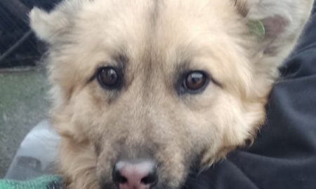 В Никополе волонтеры спасли 277 собак и нашли дом для 136 в прошлом году