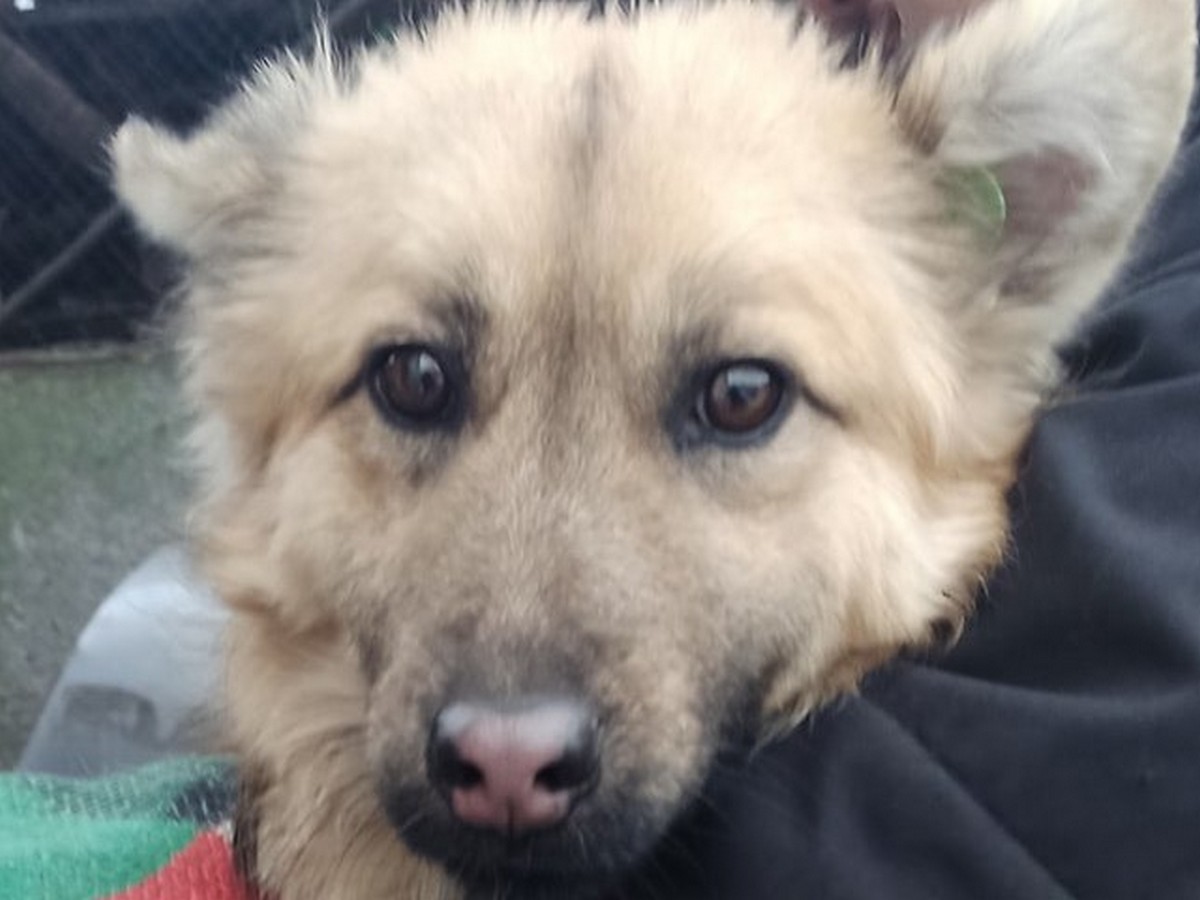В Никополе волонтеры спасли 277 собак и нашли дом для 136 в прошлом году