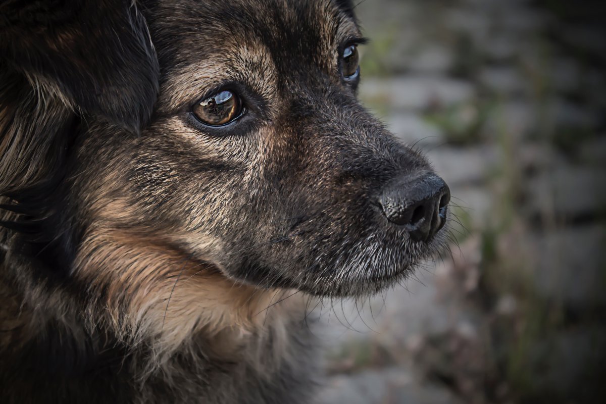 В Никополе спасли собаку, которая просидела в глубокой яме три дня