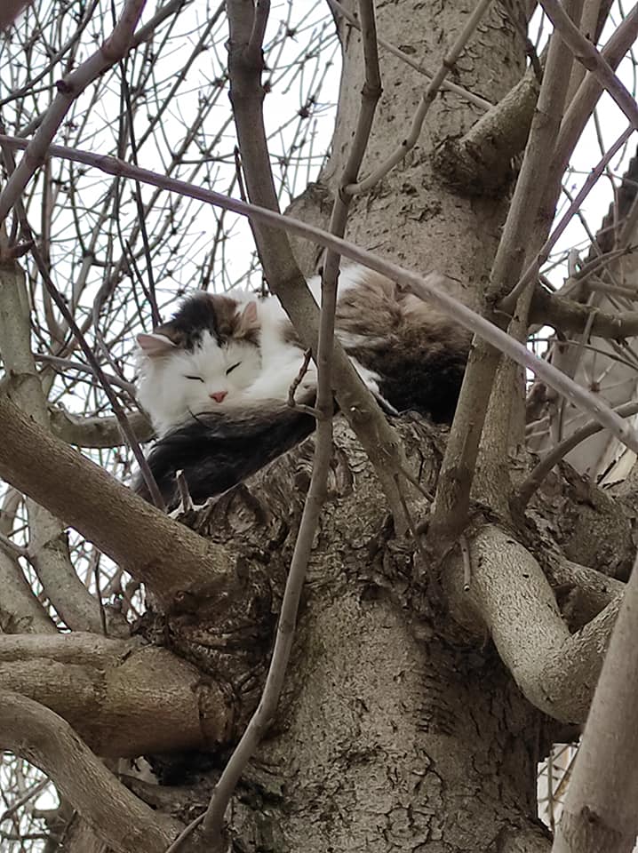 В Никополе кот сидит на дереве несколько суток – до этого его уже спасали