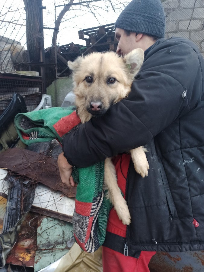 У Нікополі волонтери рятують безпритульних собак і шукають для них дім