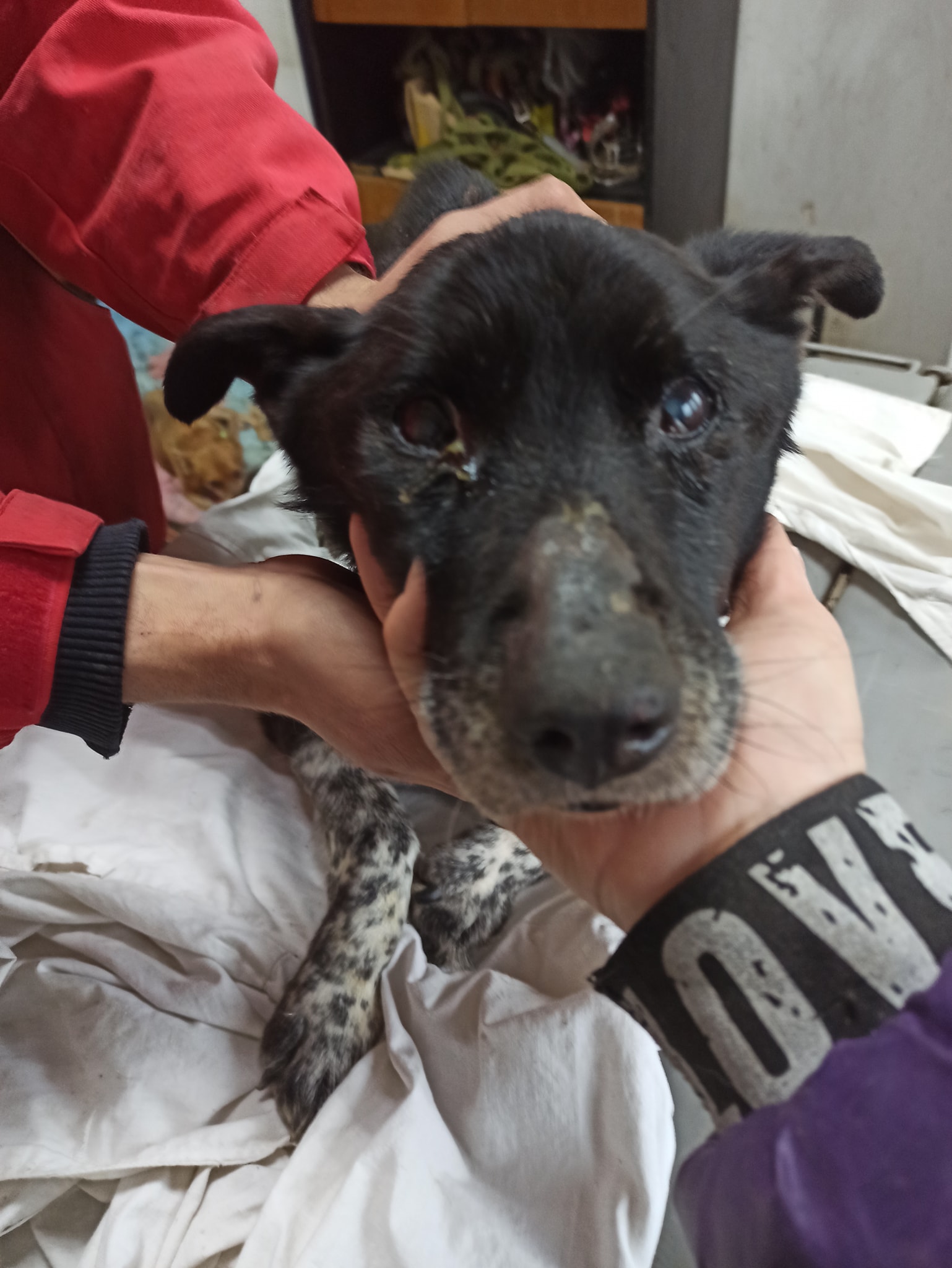 Виснажений до жаху: у Нікополі рятують пса, що заплутався в очереті 