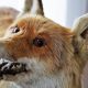 В Покрове бешеная лиса напала на домашнюю собаку – ее застрелили