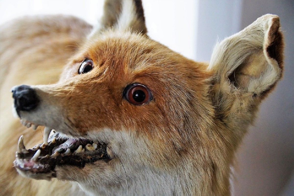 У Покрові скажена лисиця напала на домашню собаку – її застрелили