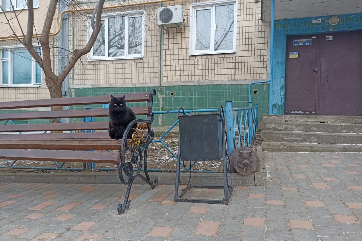«Кошкин двор» в Никополе: их здесь неплохо кормят