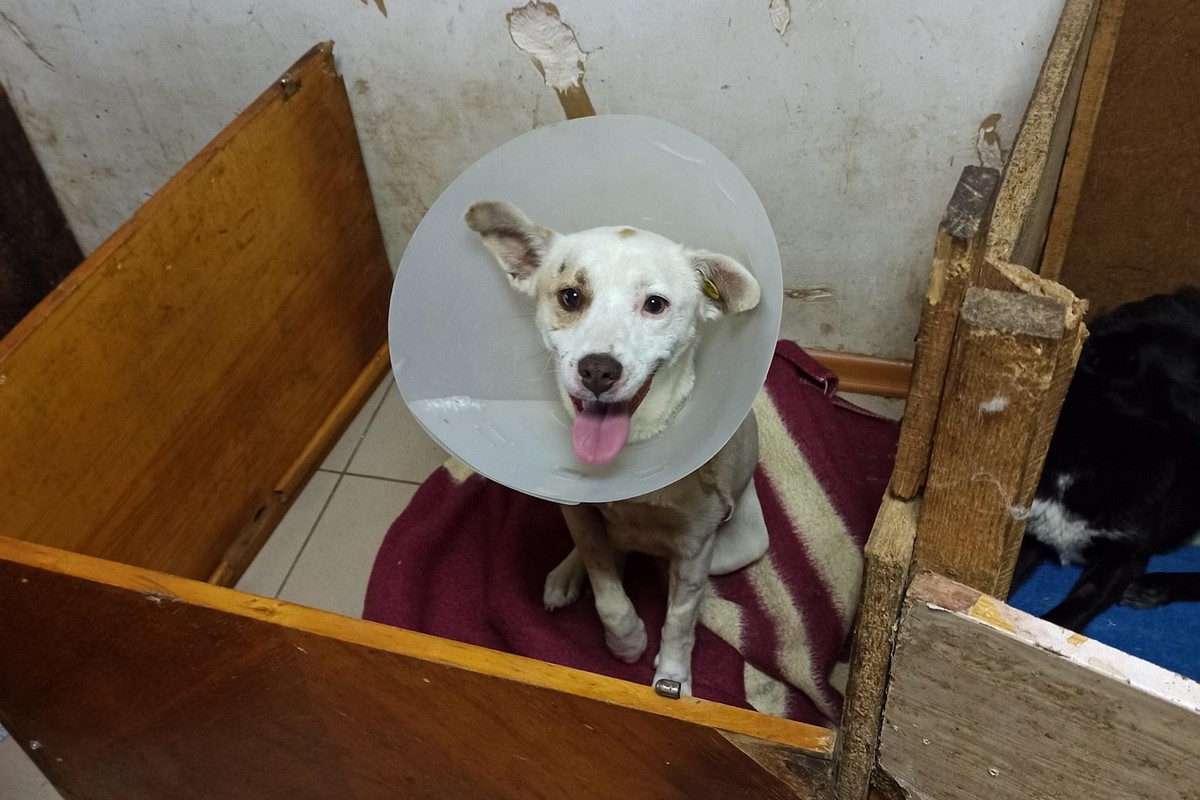 Более 100 тысяч гривен пожертвовали люди для собак в Никополе в январе
