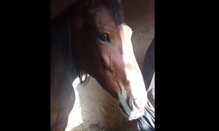Біля Нікополя небайдужі знайшли пораненого коня (відео)