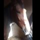 Біля Нікополя небайдужі знайшли пораненого коня (відео)