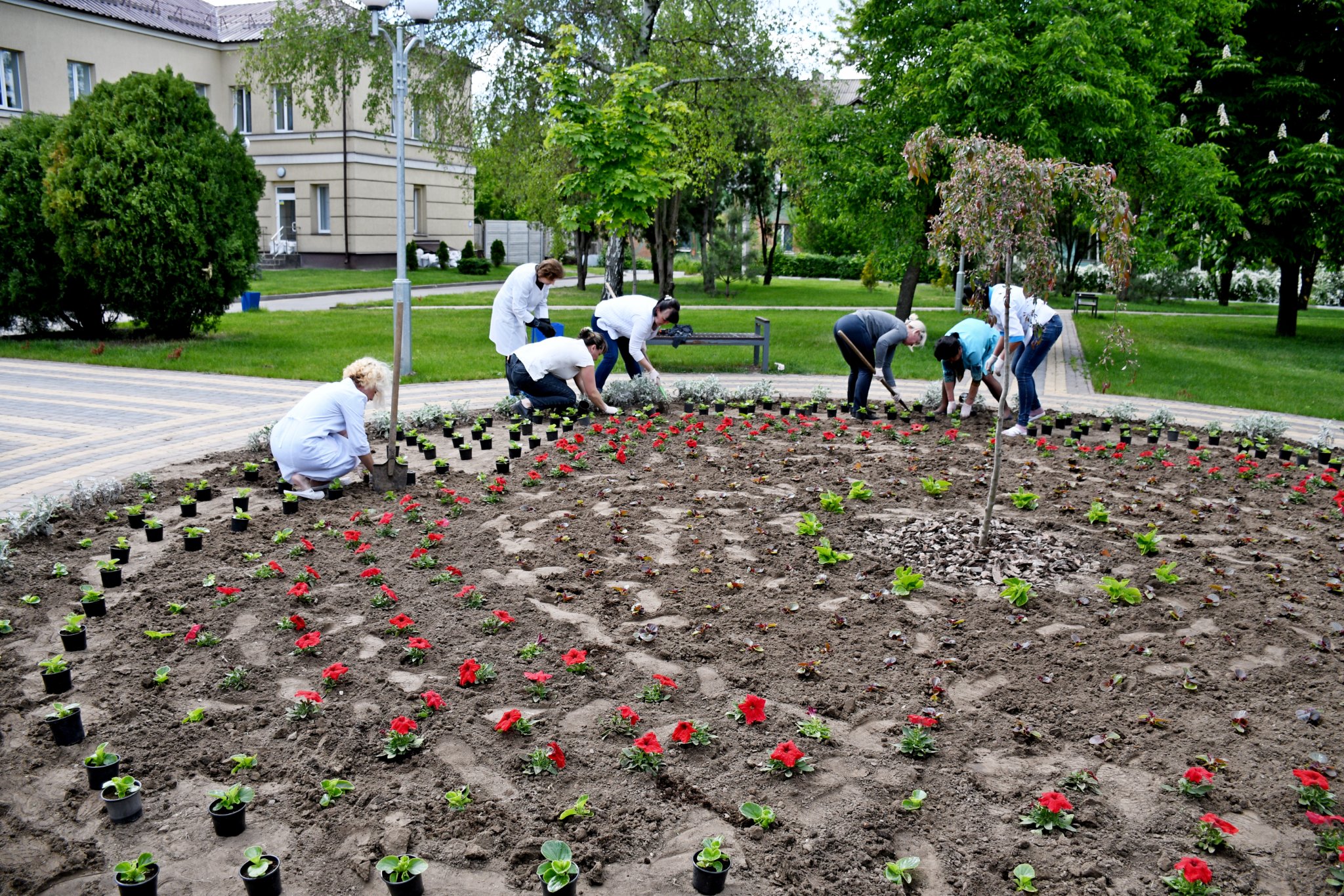 Родина нікопольців подарувала місту 1000 квітів – вони вже прикрашають клумбу