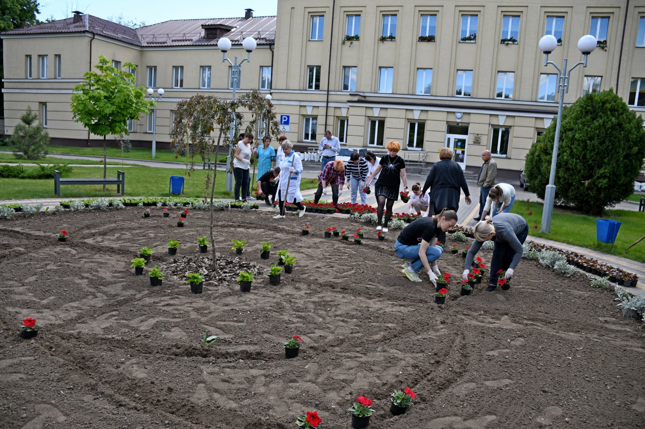 Родина нікопольців подарувала місту 1000 квітів – вони вже прикрашають клумбу