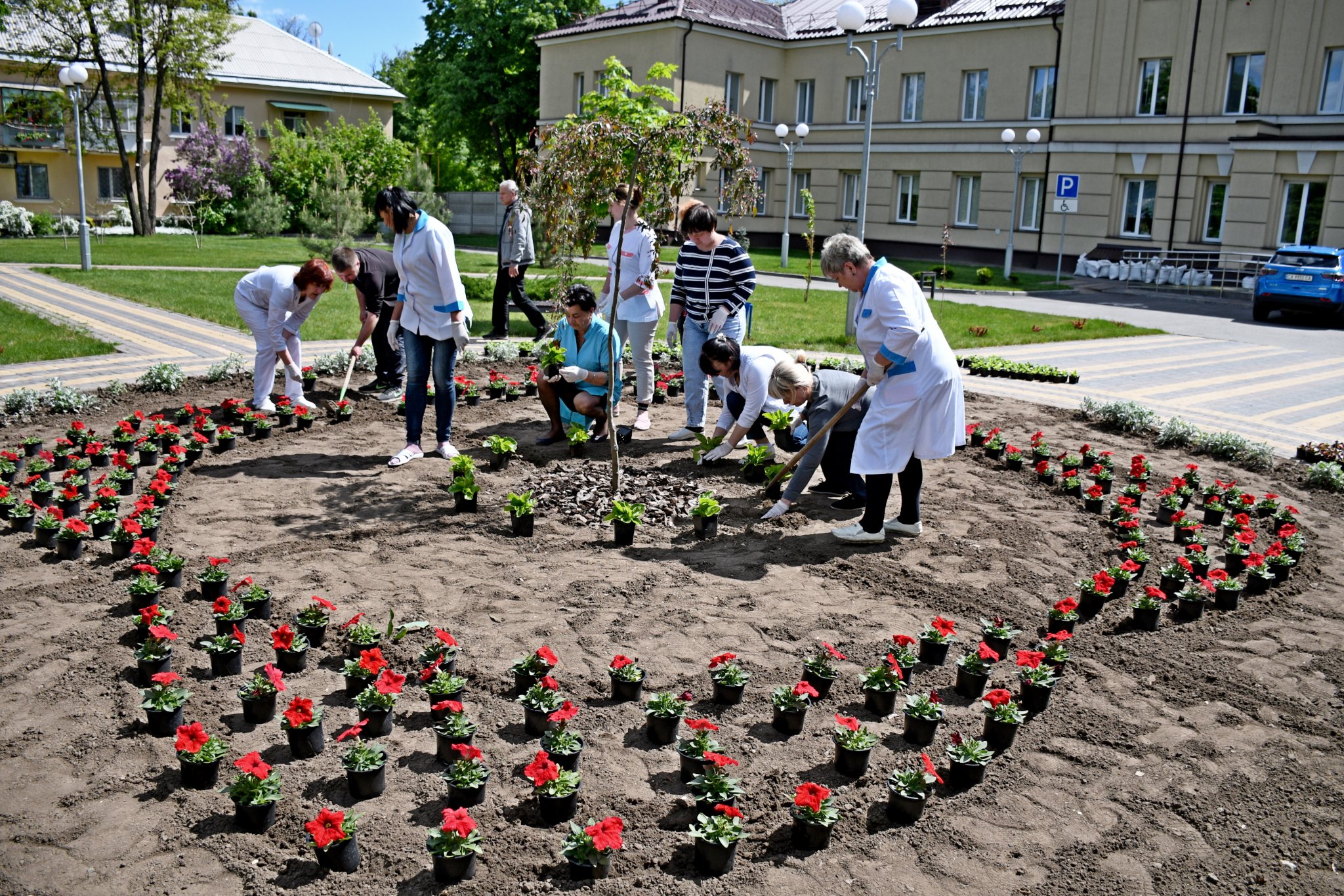 Родина нікопольців подарувала місту 1000 квітів – вони вже прикрашають клумбу