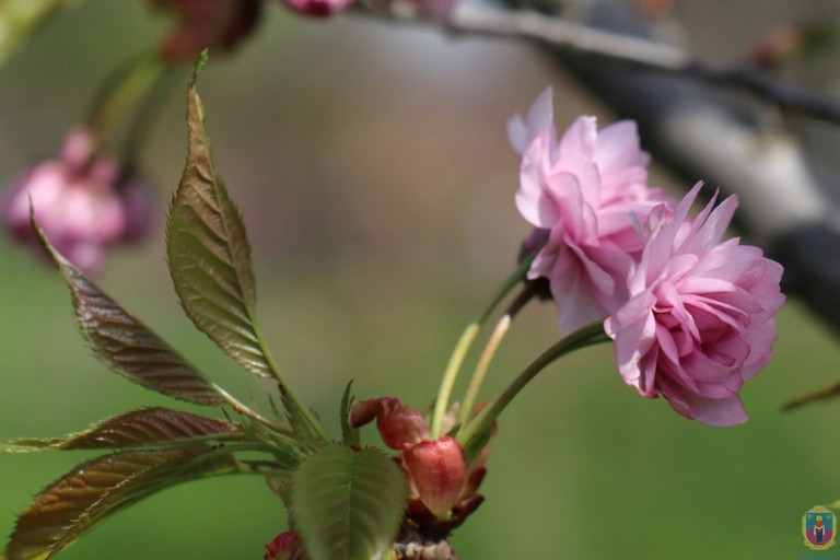 В Покрові все спокійно і сакури цвітуть (фото)