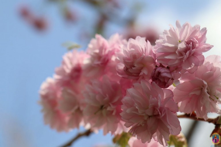 В Покрове все спокойно и сакуры цветут (фото)