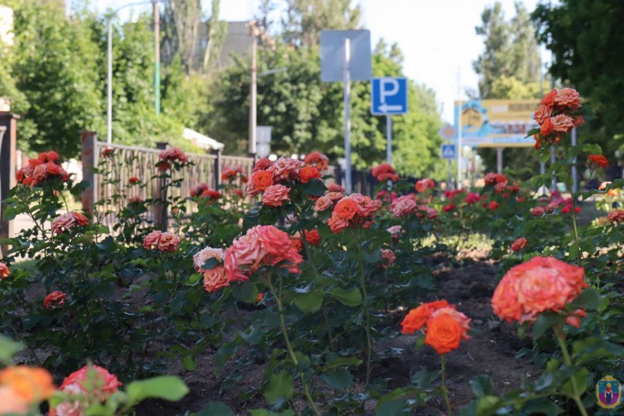 Невероятная красота: в Покрове расцвели более тысячи парковых роз