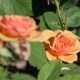 Неймовірна краса: в Покрові розквітли більше тисячі паркових троянд