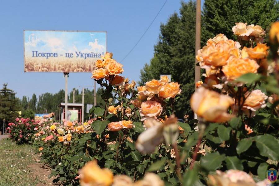 Невероятная красота: в Покрове расцвели более тысячи парковых роз