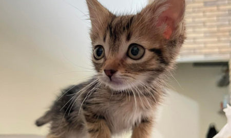 У Нікополі виявили квартиру, де коти три роки живуть без людей