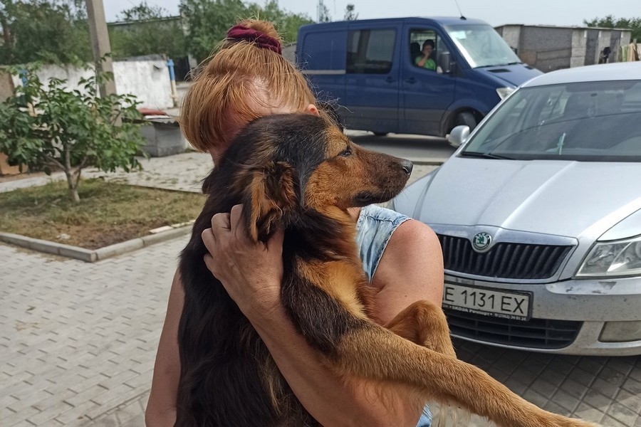«Одне пряме попадання в притулок – і тварини загинуть» - у Нікополі просять евакуювати собак і котів
