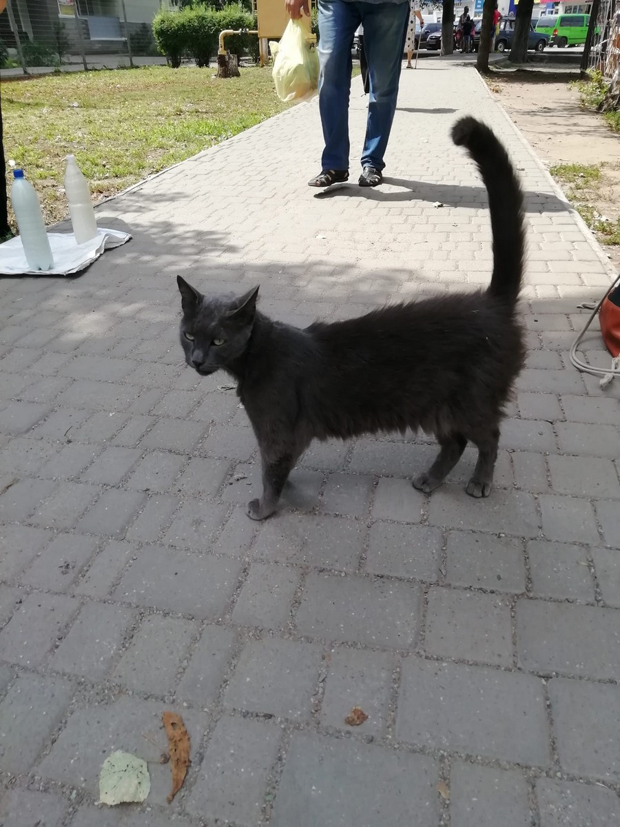 У Нікополі шукає дім кішка-велетень