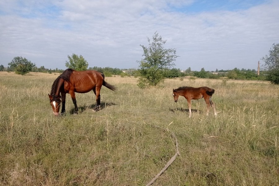 У Нікополі невідомі поцупили бричку з конем і лошам. Допоможіть знайти!