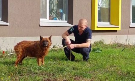 Стало відомо, як почуває себе пес Крим, що вижив після ракетного удару у Дніпрі