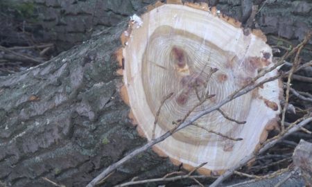 У Нікополі знесуть 48 аварійних дерев – міськрада