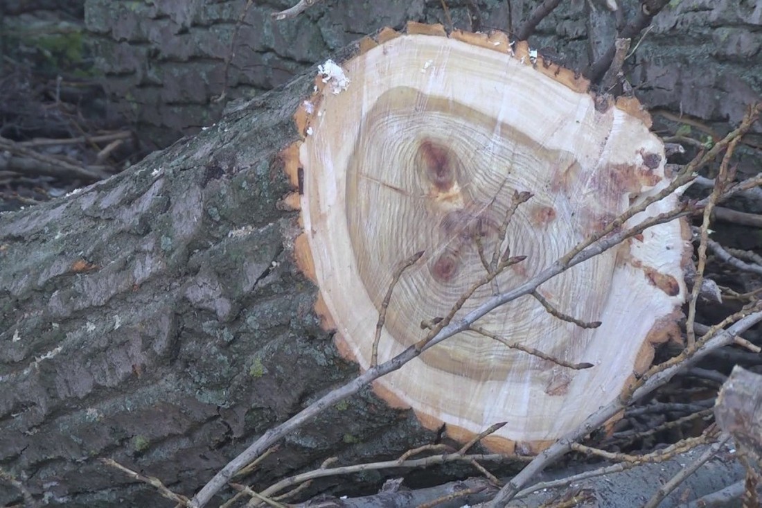 У Нікополі знесуть 48 аварійних дерев – міськрада