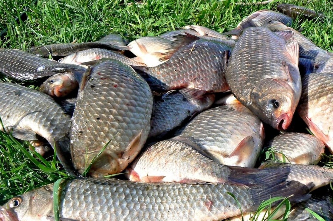 На Дніпропетровщині заборонили ловити рибу – як каратимуть за порушення