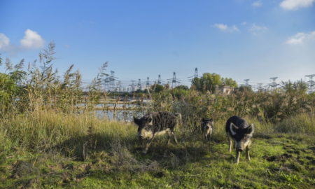 Через злочинні дії російської армії біля ЗАЕС вже загинуло близько 30 тварин