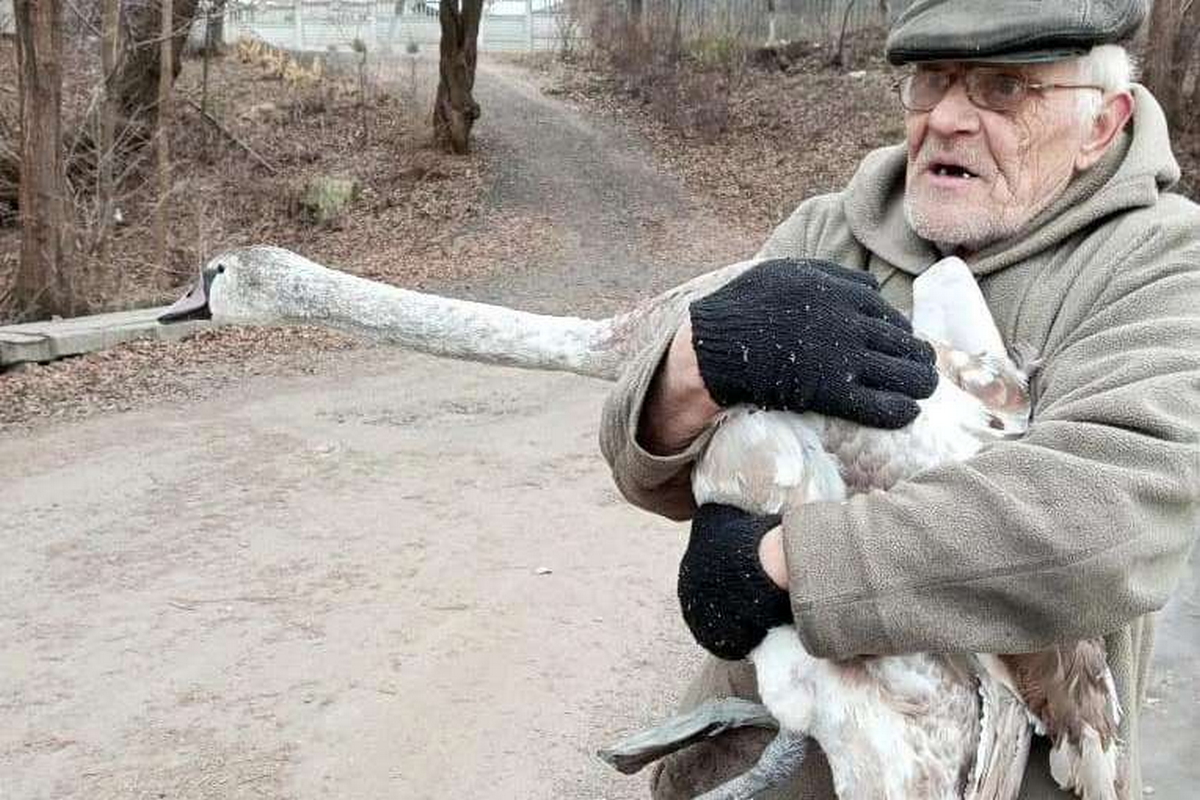 На Дніпропетровщині 69-річний дідусь, ризикуючи життям, врятував лебедя з крижаної пастки