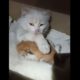 «Котики з передової» - боєць з Нікополя шукає дім для «соледарських» кошенят (відео)