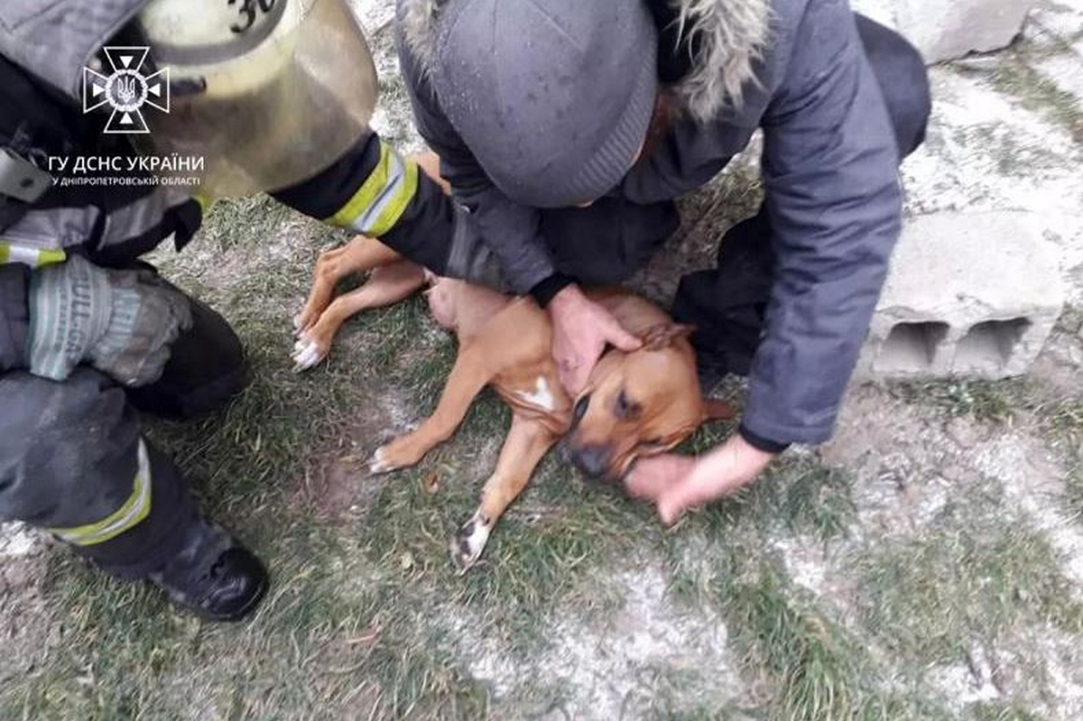 У Покровському на Нікопольщині під час пожежі врятували собаку (фото)
