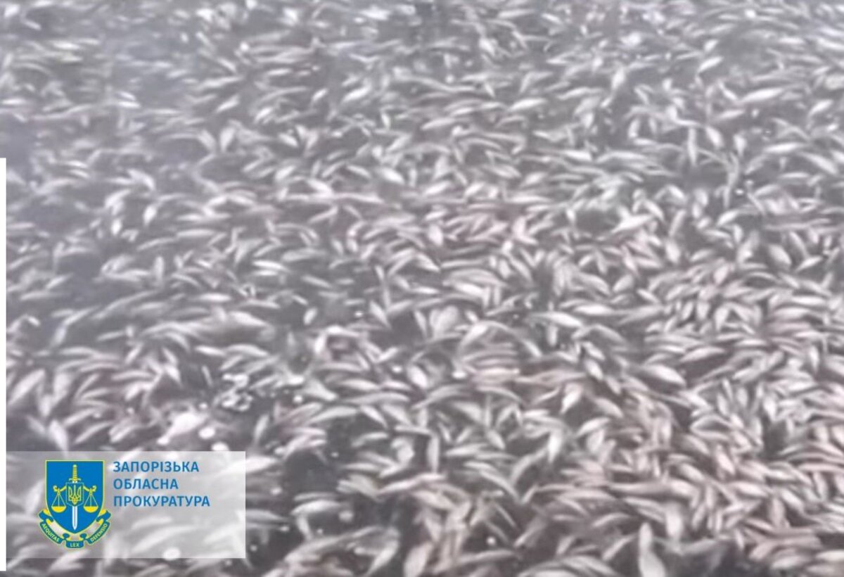 Чому у Дніпрі знижується рівень води і масово гине риба