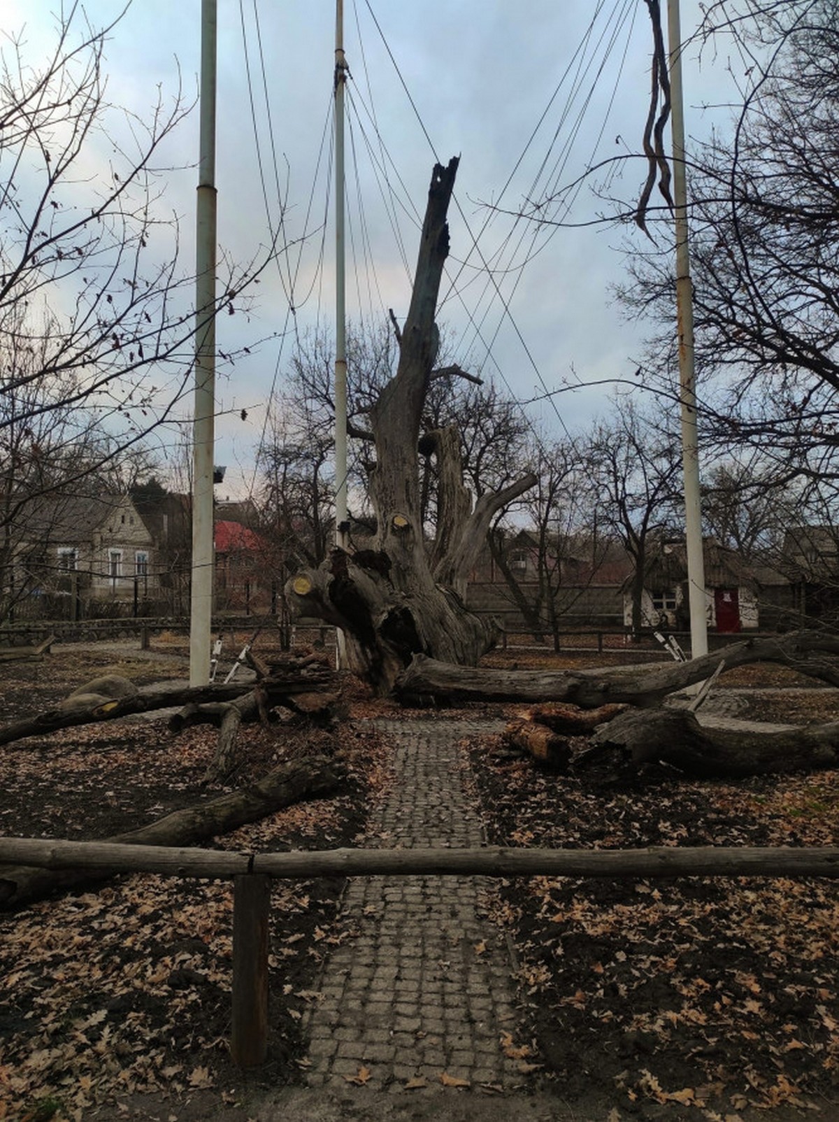 ОНОВЛЕНО. У Запоріжжі впав легендарний 700-річний дуб (фото)