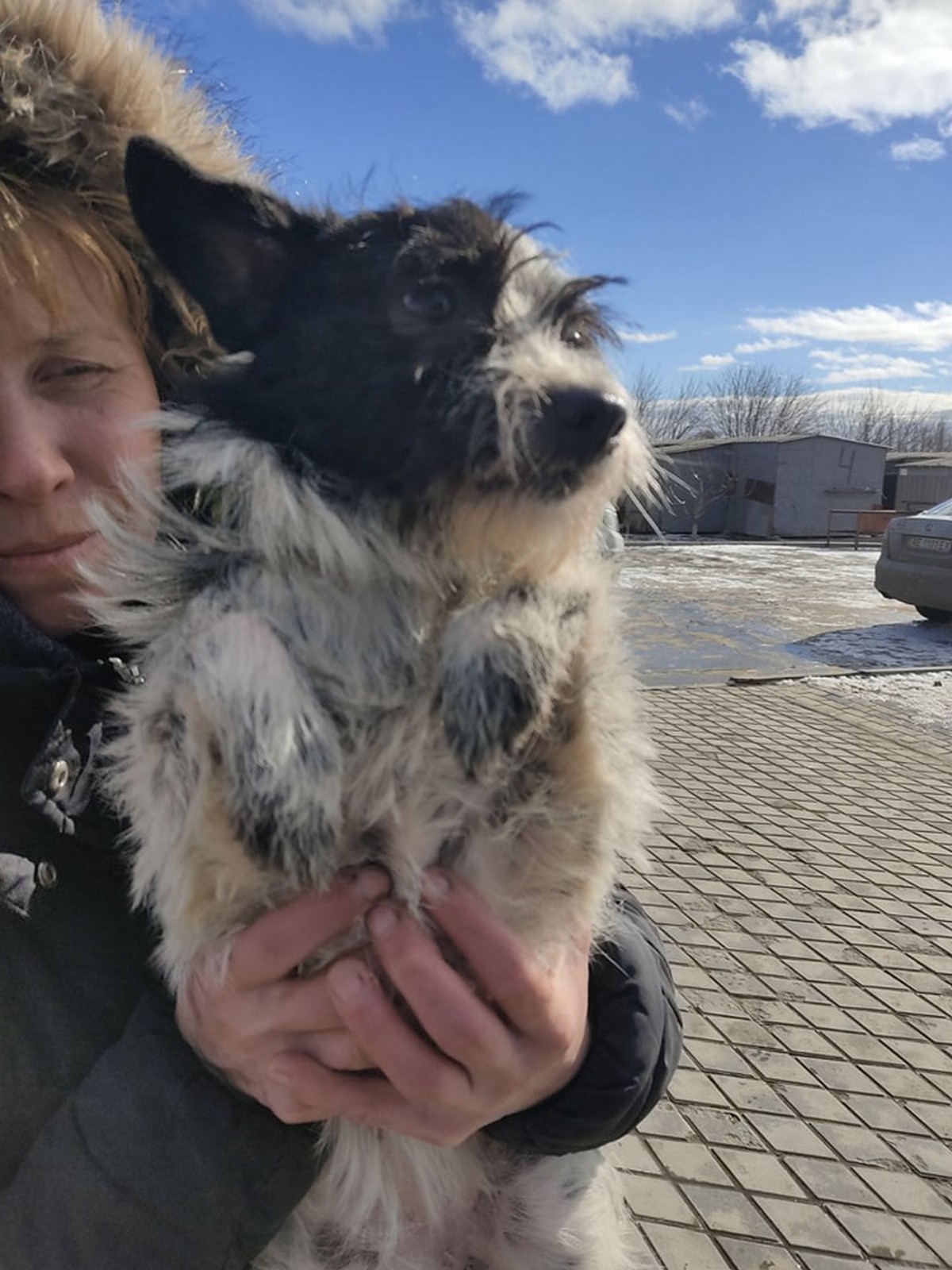 З Нікополя до Польщі евакуювали 34 собаки і 6 котиків (фото)