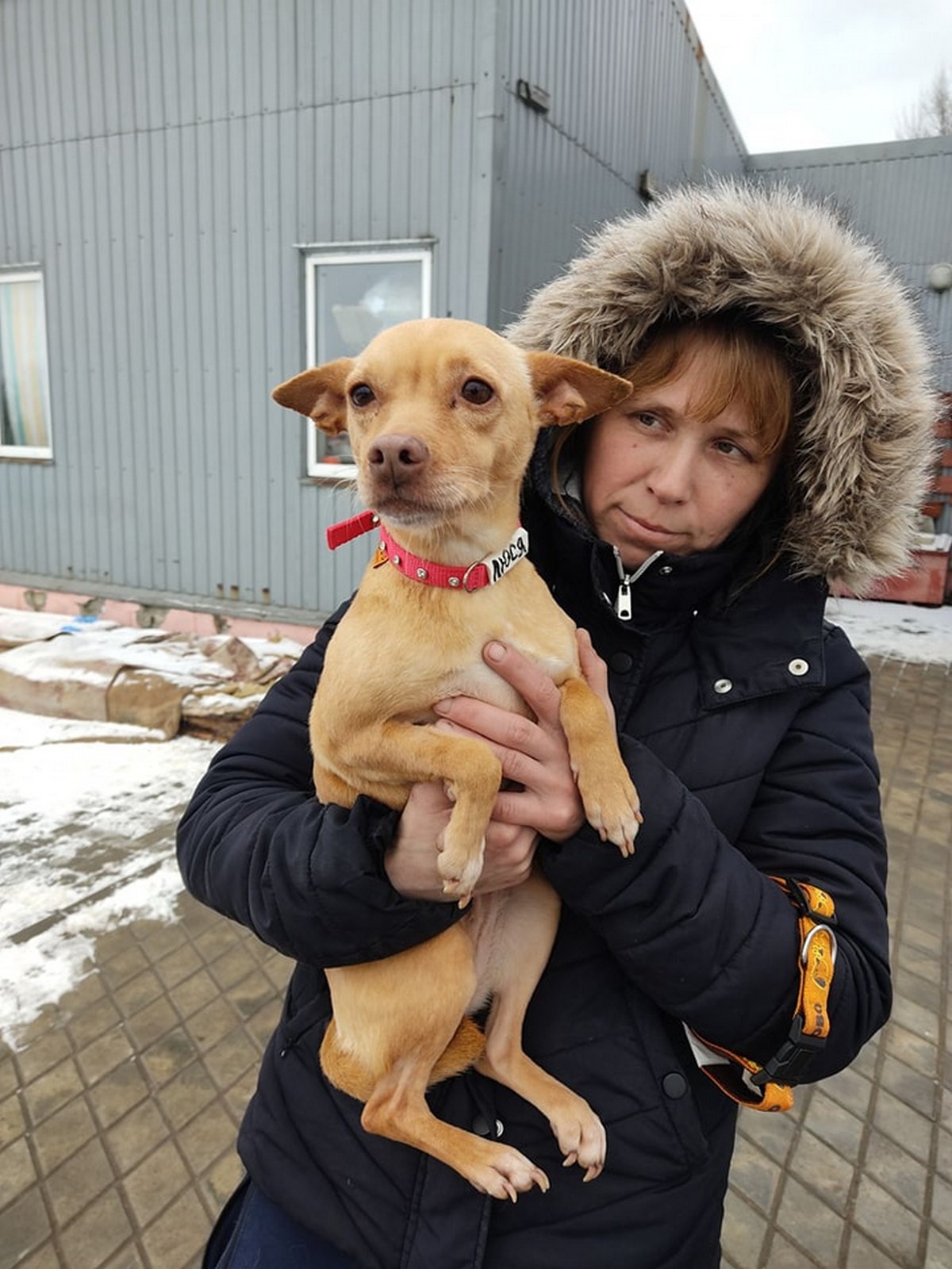 З Нікополя до Польщі евакуювали 34 собаки і 6 котиків (фото)